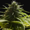 AK-47 Auto - Image 2