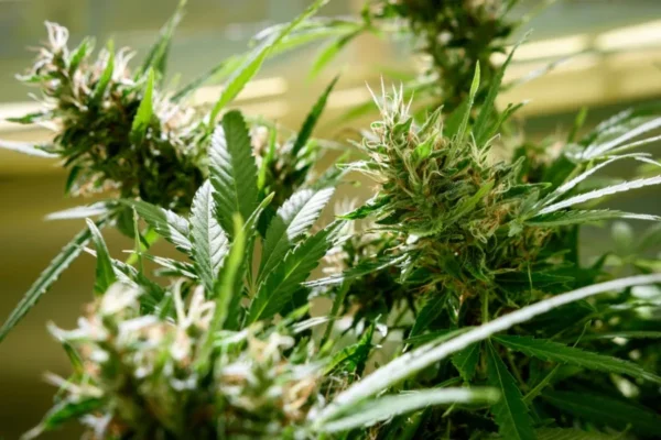 Do-Si-Dos Autoflower cannabis plant under grow lights – MJ Seed Shop