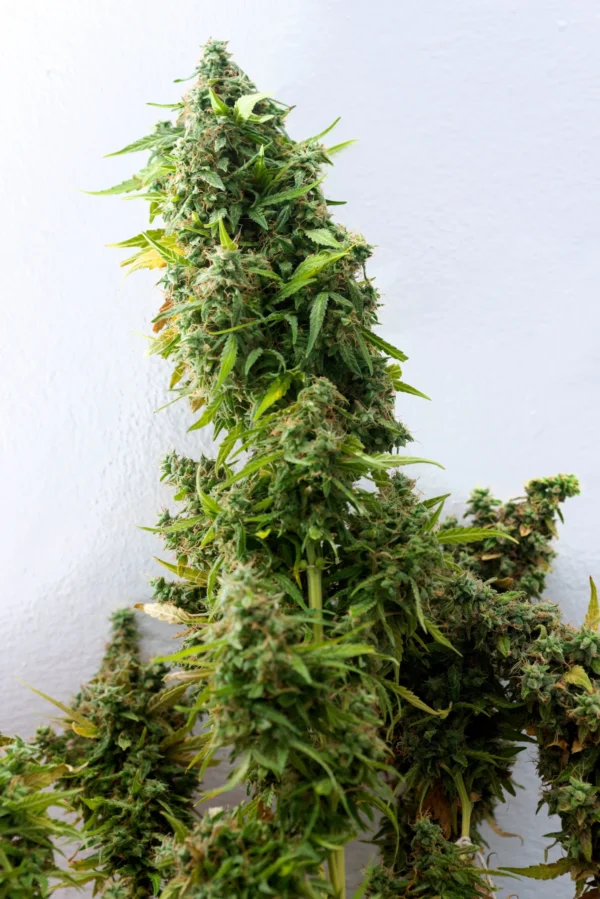 Amnesia Haze Autoflower