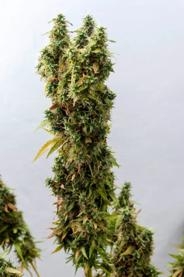 Apple Fritter Autoflower