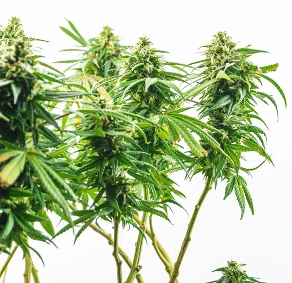 Blue Dream