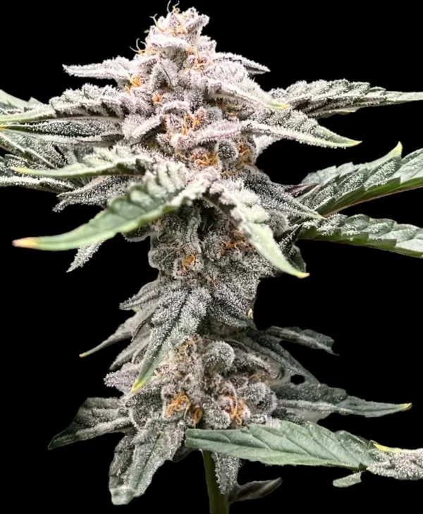 Blueberry Autoflower cannabis plant with frosty trichomes and dark green leaves