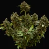 Bruce Banner