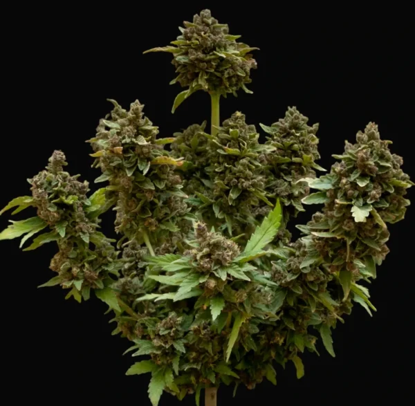 Bruce Banner