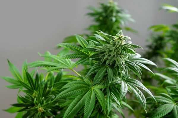 Bruce Banner