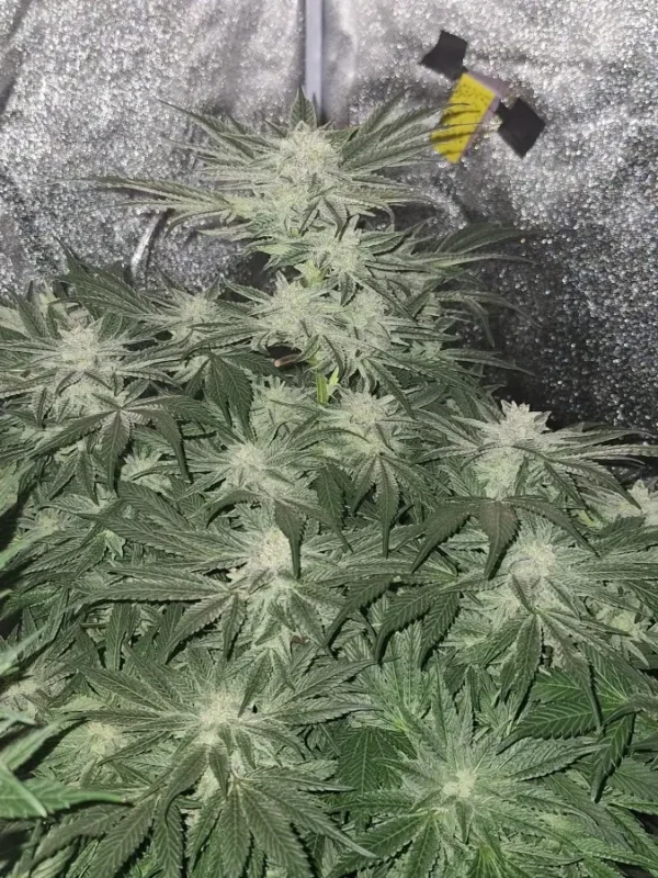 Durban Poison Fem - Image 2