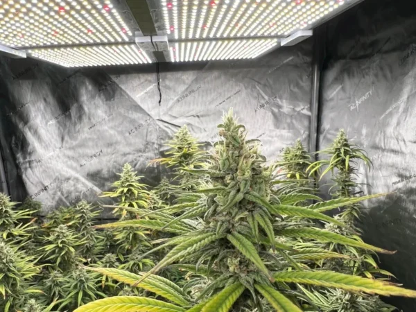 Durban Poison Autoflower cannabis plant under LED grow light in indoor tent – MJ Seed Shop