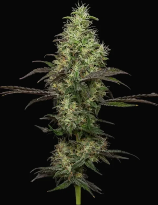 Close-up of Gelato Autoflower cannabis plant with dense, frosty buds and purple-tinged sugar leaves – MJ Seed Shop