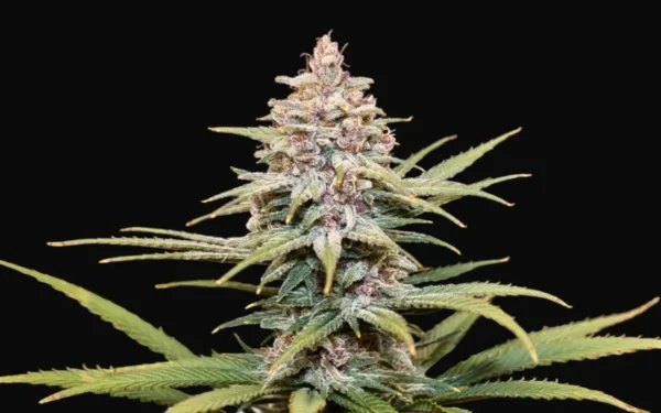 Girl Scout Cookies Auto - Image 2