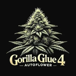 Stylized artwork of Gorilla Glue #4 Autoflower cannabis bud with bold typography and black background – MJ Seed Shop