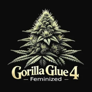 Illustrated Gorilla Glue #4 Feminized cannabis bud with bold typography on black background – MJ Seed Shop