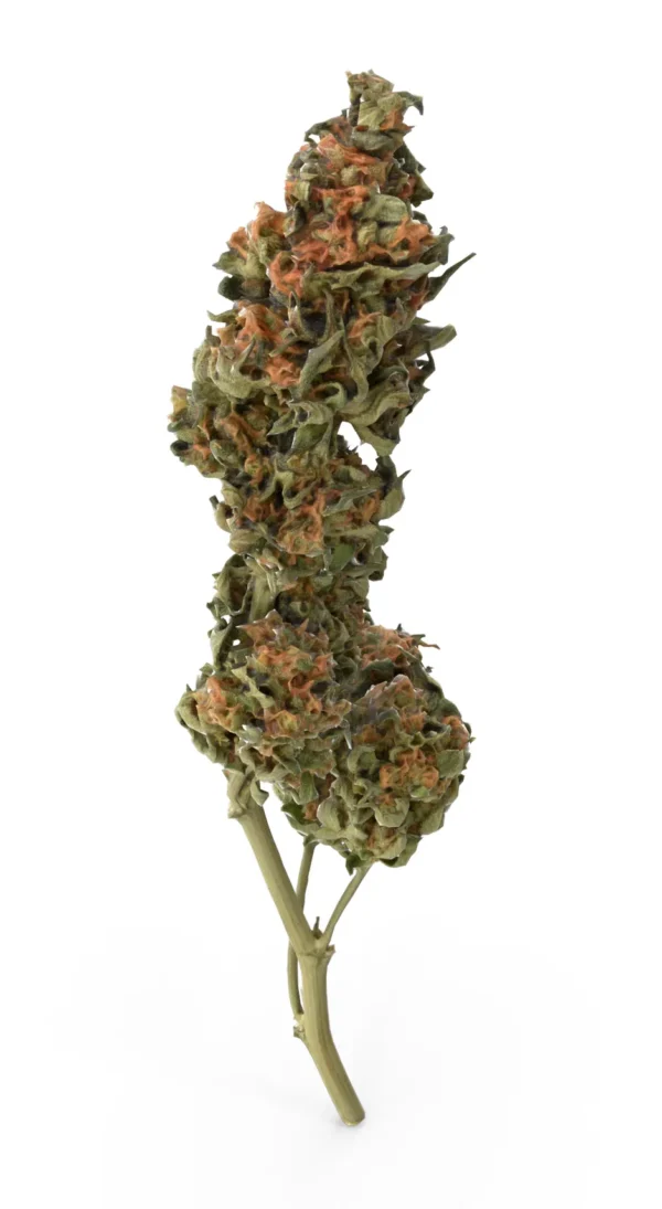Close-up of Gorilla Glue #4 Feminized cannabis bud with orange hairs and dense green structure – MJ Seed