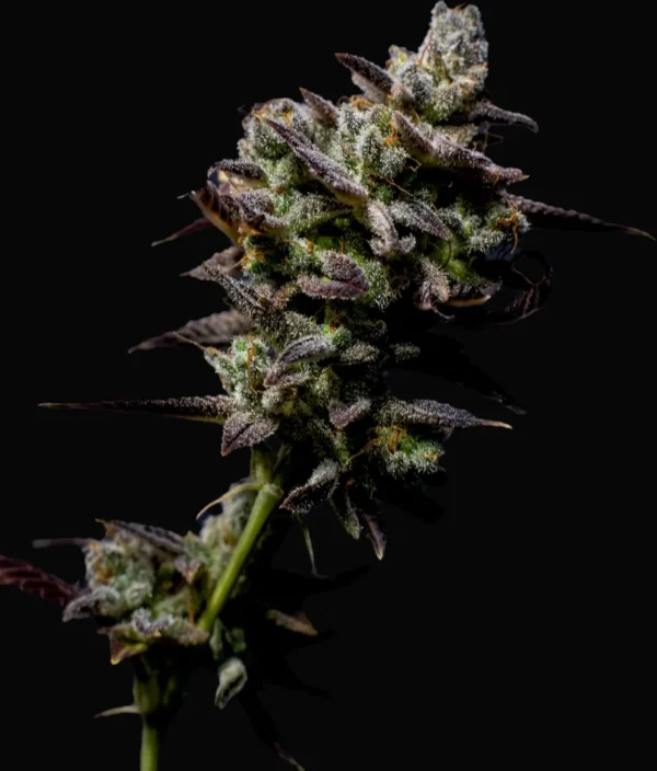 Close-up of Granddaddy Purple Autoflower cannabis bud with purple hues and trichomes – MJ Seed Shop