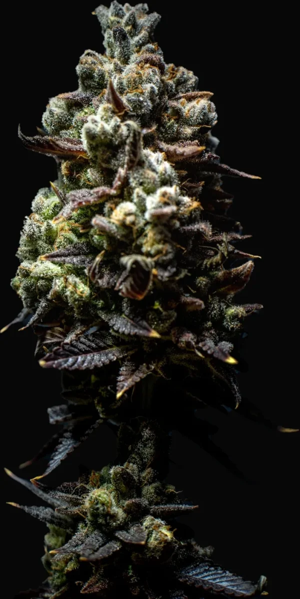 Granddaddy Purple Feminized cannabis bud with dark purple hues and frosty trichomes