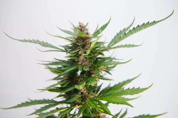 Close-up of Green Crack Feminized cannabis plant with bright green leaves and trichome-covered buds