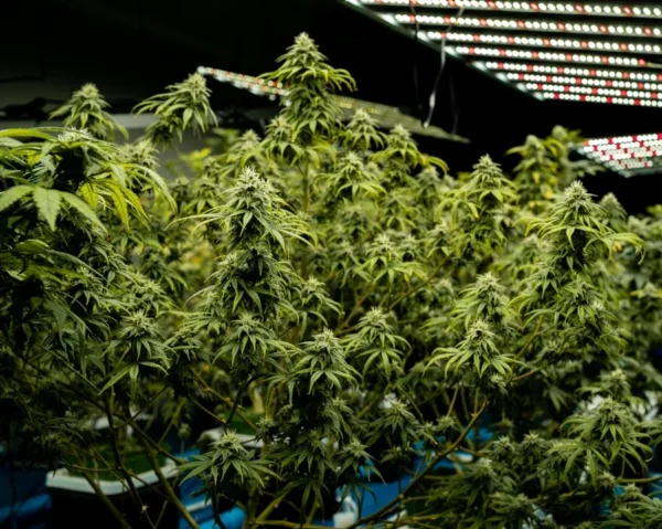 Jack Herer Autoflower cannabis plants growing under LED lights in indoor setup