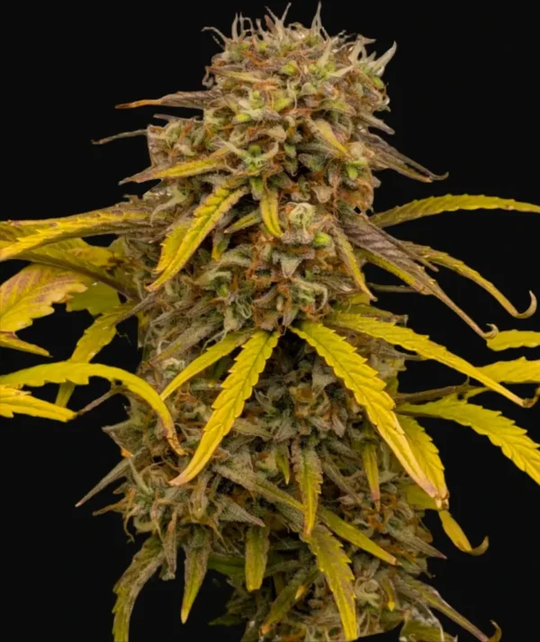 LSD Autoflower cannabis plant with dense buds and yellow leaves on black background