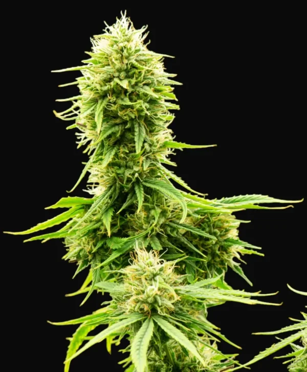 Northern Lights Autoflower cannabis plant with dense green buds and light orange pistils on a black background