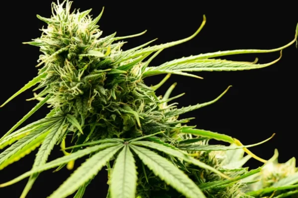 Northern Lights Autoflower cannabis bud with bright green leaves and orange hairs on a black background
