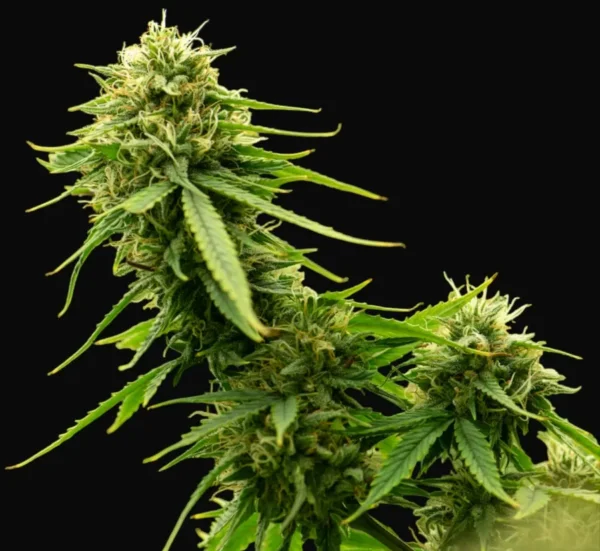 Northern Lights Autoflower cannabis plant with thick green buds and orange pistils against a black background