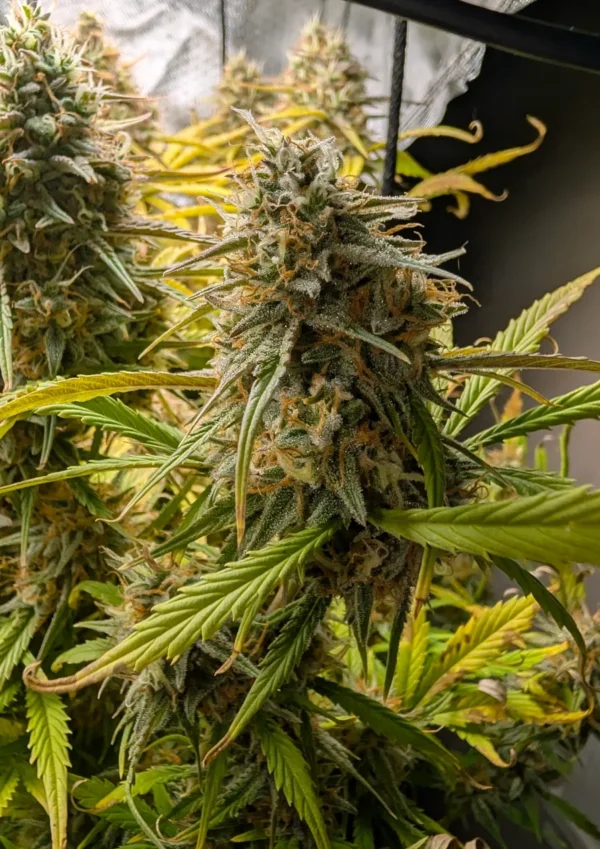 Northern Lights Feminized cannabis plant with dense, frosty buds and orange pistils under indoor grow lighting