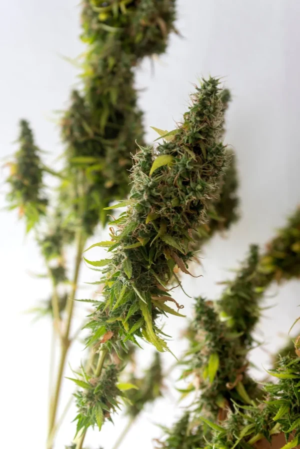 OG Kush Feminized cannabis plant with dense green buds and orange pistils on a white background