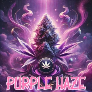 Purple Haze Feminized strain artwork with glowing purple cannabis bud, radiant smoke, and fantasy background