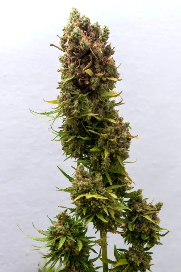 Pine Autoflower cannabis plant with dense green buds and light trichomes against a white background
