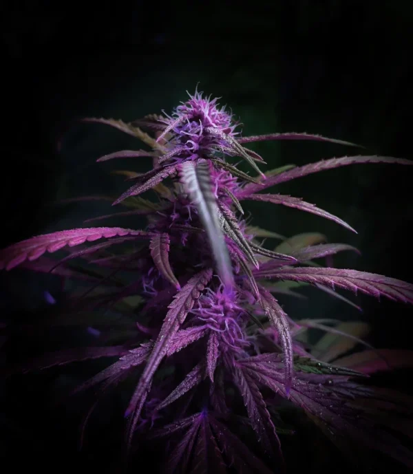 Purple Punch Autoflower cannabis plant with vivid purple buds and slender leaves under dark lighting