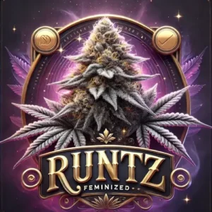 Runtz Feminized cannabis strain artwork with frosty purple bud and ornate gold lettering