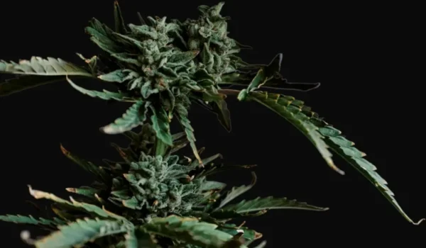 Runtz Autoflower cannabis plant with compact frosty buds and narrow serrated leaves against black background
