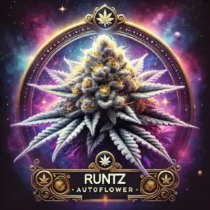 Runtz Autoflower strain artwork with frosty cannabis bud, cosmic background, and ornate gold design