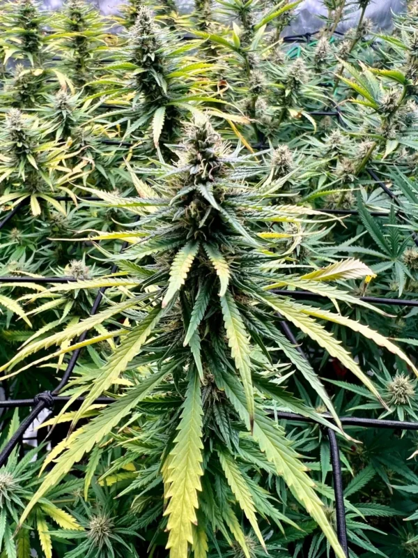 Sour Diesel Feminized cannabis plant with tall central cola, serrated green leaves, and support netting
