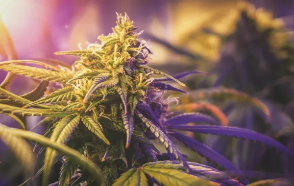 Super Lemon Haze Feminized cannabis plant with vibrant orange pistils and purple-green leaves under grow lights
