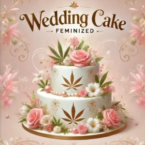 Wedding Cake Feminized strain illustration with decorated cake, cannabis leaves, and pink roses