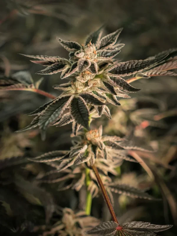 White Widow Feminized cannabis plant with dense buds and frosty trichomes under soft lighting