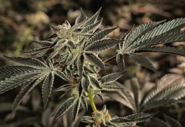 White Widow Feminized cannabis plant with frosty trichomes and dark green leaves