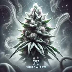 White Widow Feminized strain artwork with frosty cannabis bud, spider icon, and smoky background
