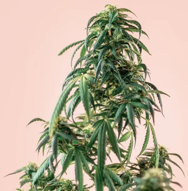 White Widow Autoflower cannabis plant with tall central cola and green foliage against a light background