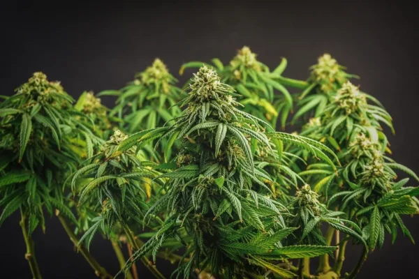 Zkittlez Feminized cannabis plant with dense buds and rich green leaves