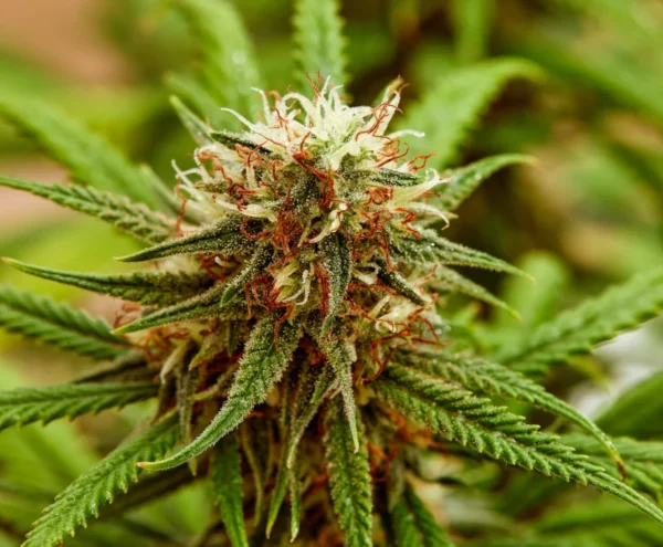 Zkittlez Autoflower cannabis plant with orange hairs and sugar-coated trichomes