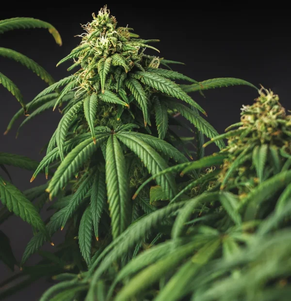 Blue Dream Auto - Image 2