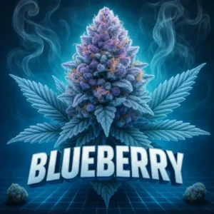 Blueberry cannabis bud illustration with frosty trichomes and bold text