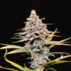 Girl Scout Cookies Fem - Image 2