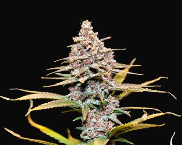 Girl Scout Cookies Fem - Image 2