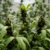 Purple Haze Feminized cannabis plant with dark purple buds and vibrant green leaves in indoor grow setting