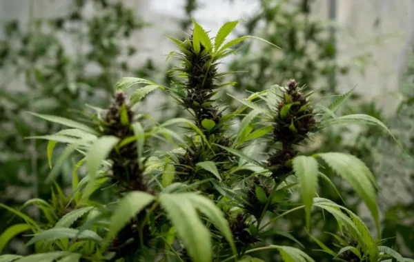 Purple Haze Feminized cannabis plant with dark purple buds and vibrant green leaves in indoor grow setting