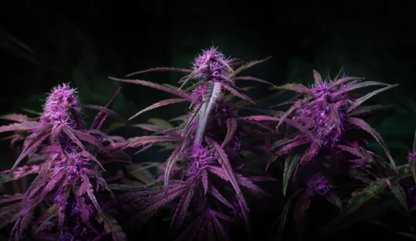Purple Punch Autoflower cannabis plant with deep purple buds and leaves in low light