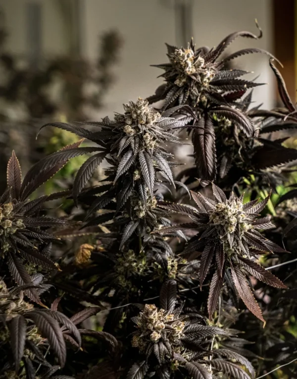 Runtz Feminized cannabis plant with dark purple leaves and dense, trichome-covered buds