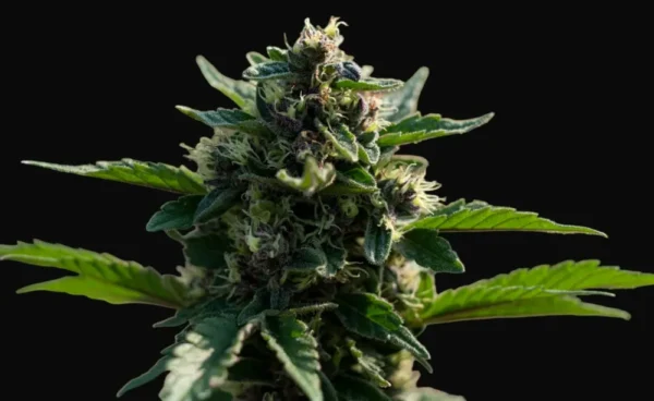 Skywalker OG Feminized cannabis bud with dark green leaves and frosty trichomes on black background
